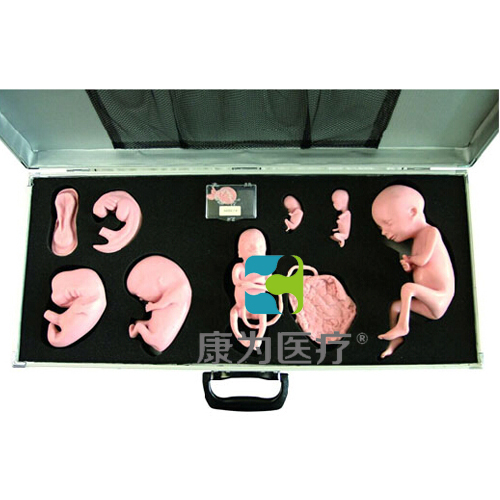 “康为医疗”高级胚胎发育过程模型
