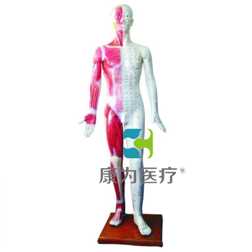赤峰“康为医疗”人体针灸模型178CM