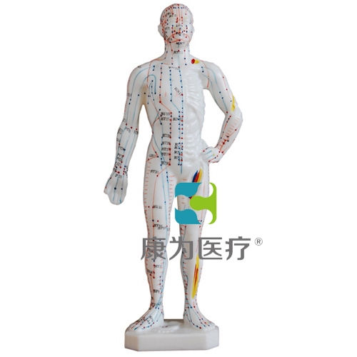 宜昌“康为医疗”人体针灸模型26CM