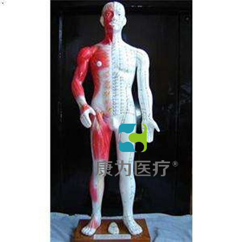 枣庄“康为医疗”68cm半皮肤人体针灸模型（十四经穴模型）