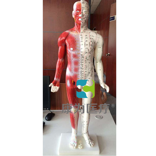 图木舒克“康为医疗”84CM半皮肤人体针灸模型（十四经穴模型）