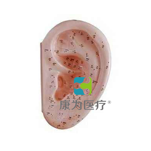 新疆“康为医疗”耳针灸模型40CM
