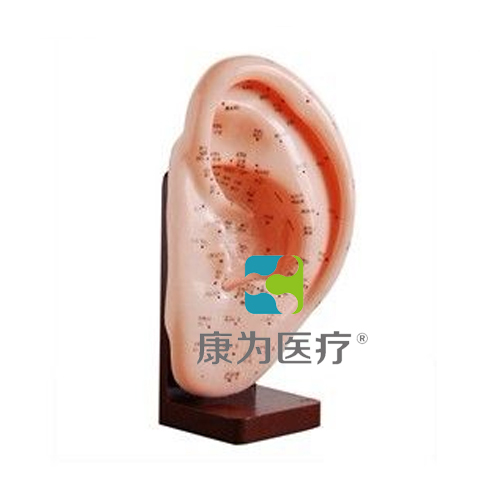 赤峰“康为医疗”耳针灸模型22CM