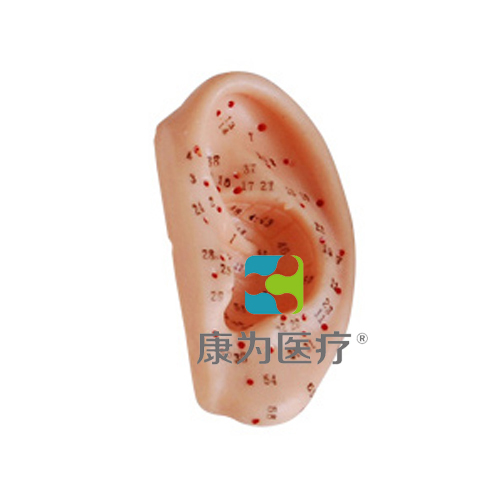 赤峰“康为医疗”耳针灸模型13CM
