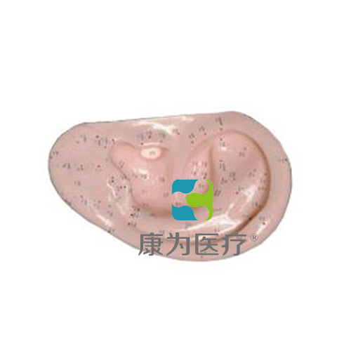 赤峰“康为医疗”耳针灸模型1:1(自然大)