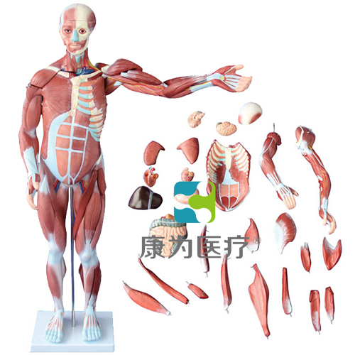 “康为医疗”80CM人体肌肉模型 27件