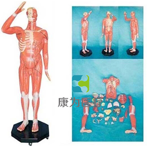 “康为医疗” 人体全身肌肉附内脏模型