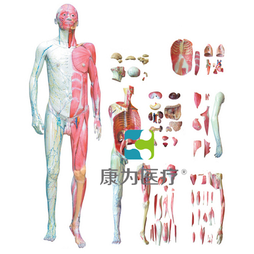 “康为医疗”人体全身层次肌肉解剖模型
