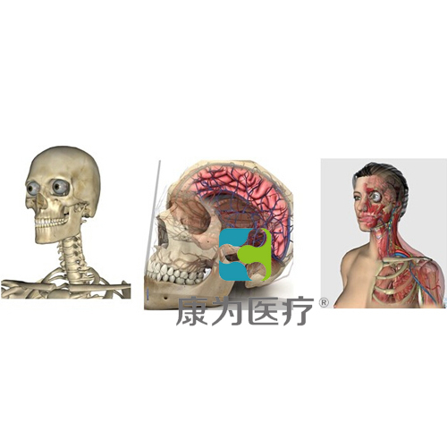 “康为医疗”3D三维人体解剖系统