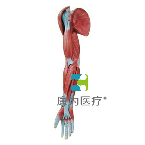 “康为医疗”上肢肌肉解剖模型
