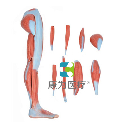 “康为医疗”下肢肌肉解剖模型