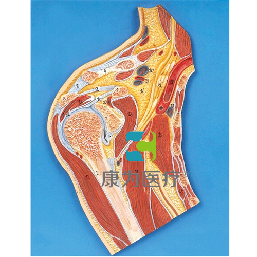“康为医疗”肩关节剖面模型