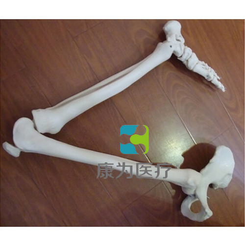 “康为医疗”下肢骨连髋骨模型