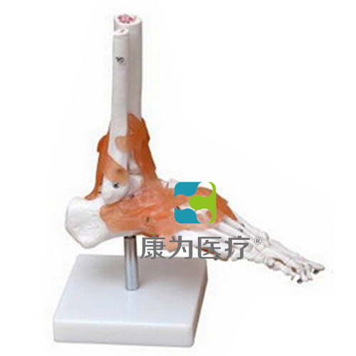 “康为医疗”功能型脚关节模型