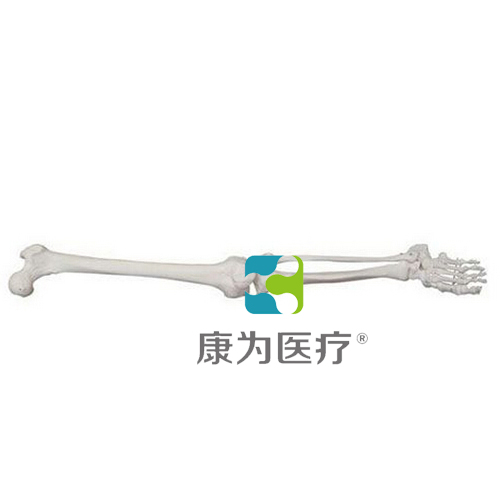 “康为医疗”自然大下肢骨模型