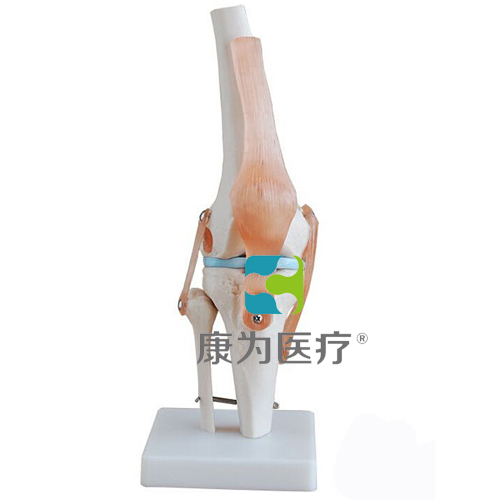 “康为医疗”膝关节附韧带模型