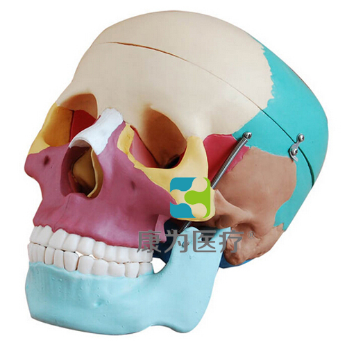 鄂尔多斯“康为医疗”自然大彩色头颅骨模型