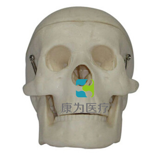 新疆“康为医疗”小型头颅骨模型