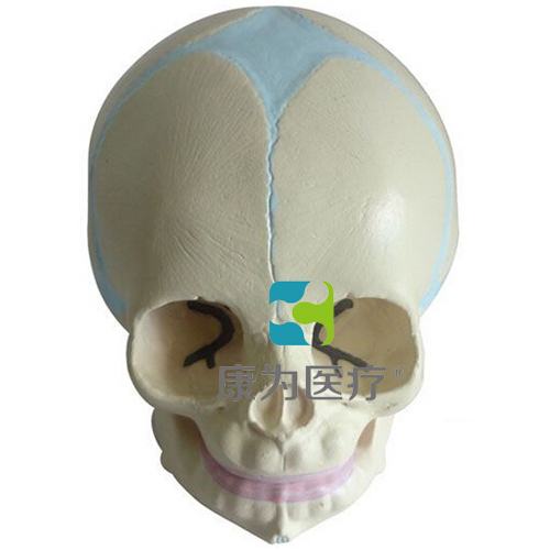 “康为医疗”婴儿头颅骨模型
