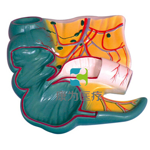 “康为医疗”阑尾和盲肠解剖模型
