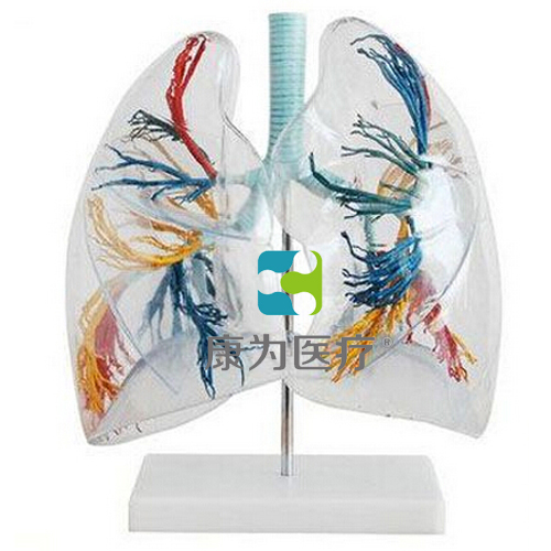 甘肃“康为医疗”透明肺段模型