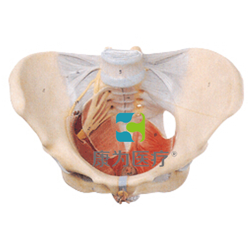 “康为医疗”女性骨盆附盆底肌和神经模型