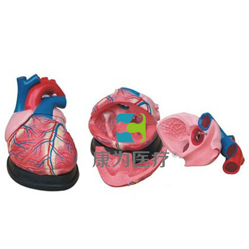 包头“康为医疗”大心脏解剖模型