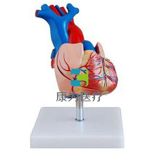 鄂尔多斯“康为医疗”自然大心脏解剖模型
