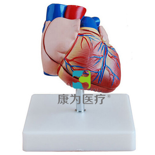鄂尔多斯“康为医疗”新型自然大心脏解剖模型