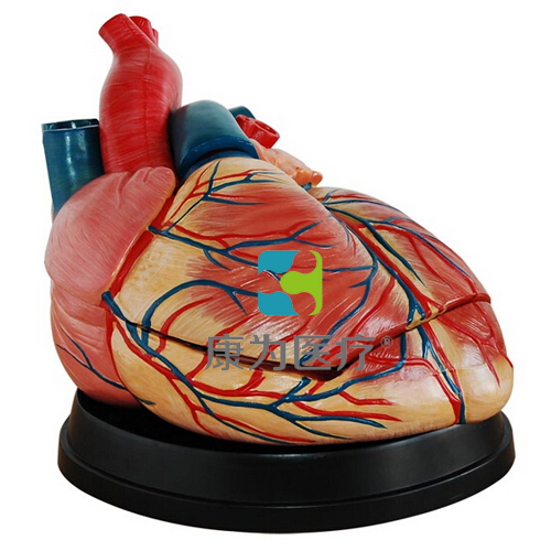 呼伦贝尔“康为医疗”新型大心脏解剖模型