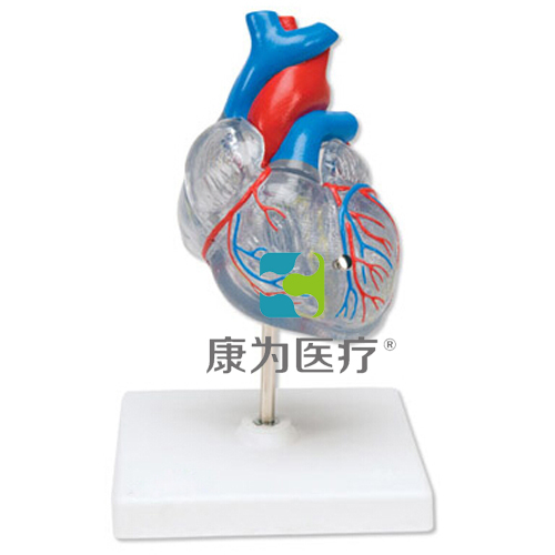 晋中“康为医疗”透明心脏模型