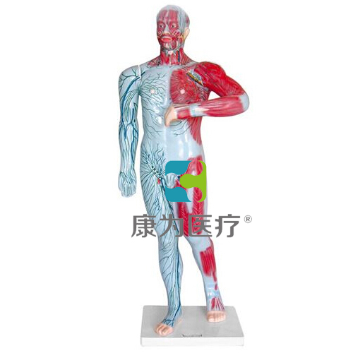 杭锦旗“康为医疗”人体浅层淋巴和浅静脉模型
