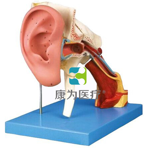 “康为医疗”耳结构放大模型