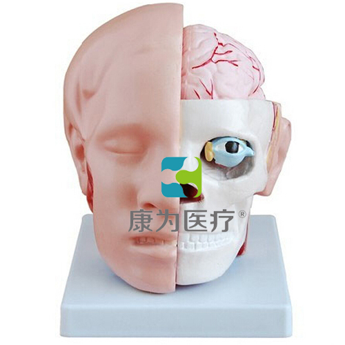 “康为医疗”头解剖附脑动脉模型