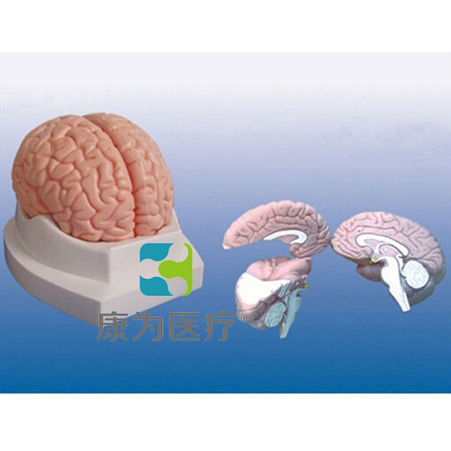 “康为医疗”脑解剖模型