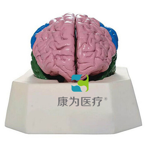 “康为医疗”大脑分叶模型