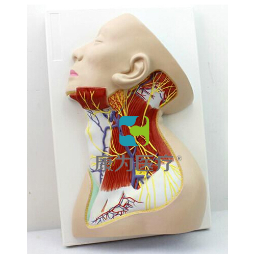 甘肃“康为医疗”颈部神经模型