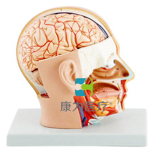 赤峰“康为医疗”头部解剖模型，自然大，4部件