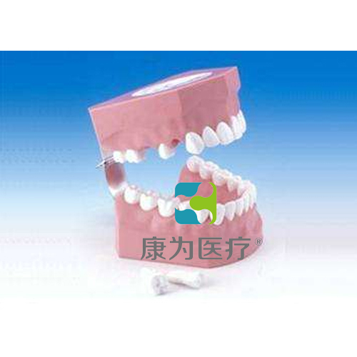 包头“康为医疗”刷牙指导模型（恒牙）
