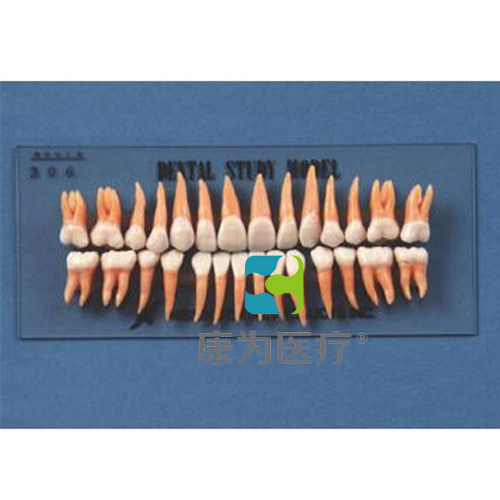 “康为医疗”复制恒牙模型（B2-306）