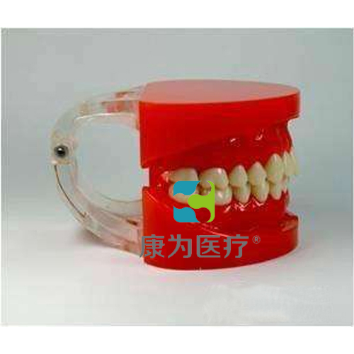 “康为医疗”标准牙颌模型A
