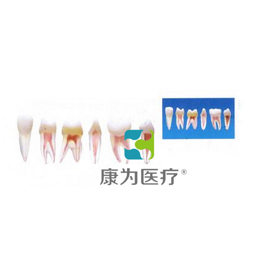 “康为医疗”带髓腔牙齿模型
