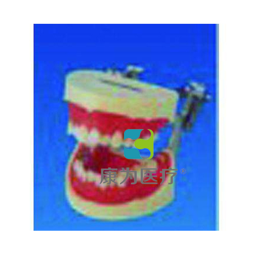 “康为医疗”刷牙指导牙列模型