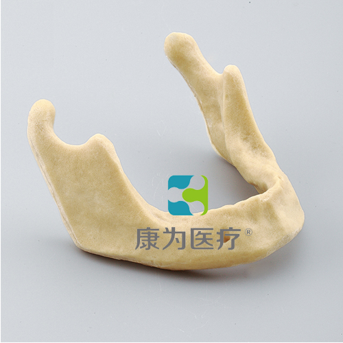 甘肃“康为医疗”下颌骨种植模型