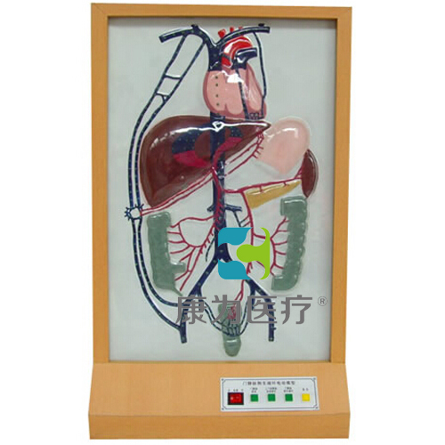 “康为医疗”门静脉侧支循环电动模型