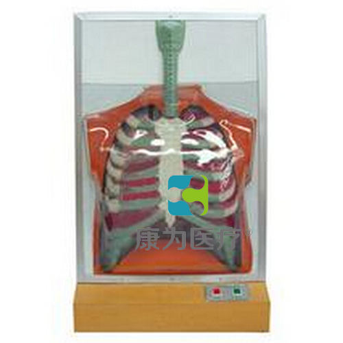 “康为医疗”人体呼吸运动电动模型