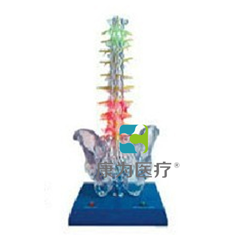 “康为医疗”透明脊柱电动模型