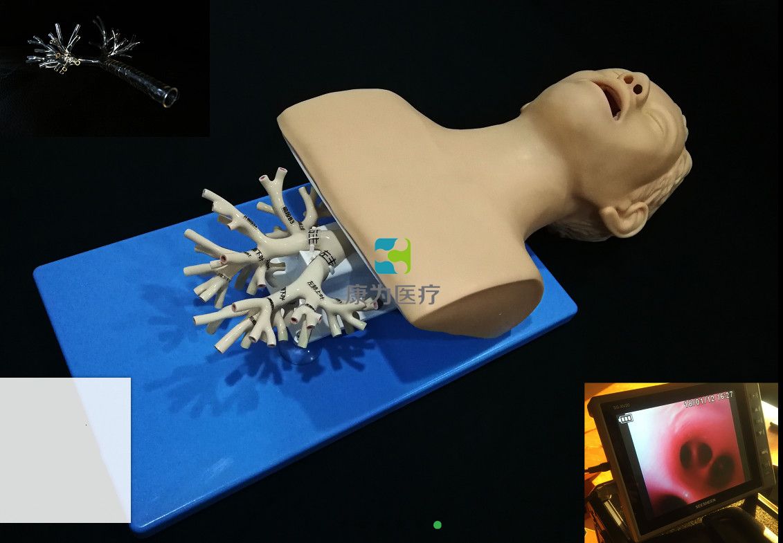 呼吸介入-纤支镜介入模拟器，高仿真模拟支气管镜模型