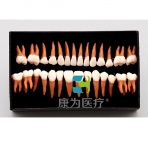“康为医疗”成人牙齿模型28颗